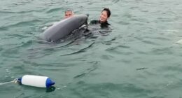 The bottlenose dolphin approached the family shortly after they entered the water for their 6am swim at Lyme Bay, Dorset on August 3