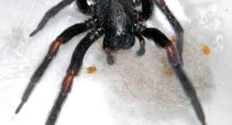 A Cotswolds tourist was left with his hand swollen 'like a balloon' after a spider from Australia followed him from the other side of the world