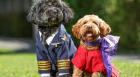 Virgin Australia will be the first  airline in the country to allow pets to travel in the cabin beside their owners (stock)