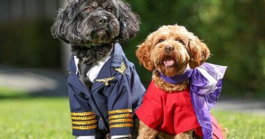 Virgin Australia will be the first  airline in the country to allow pets to travel in the cabin beside their owners (stock)