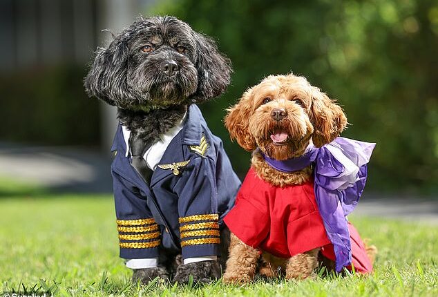 Virgin Australia will be the first  airline in the country to allow pets to travel in the cabin beside their owners (stock)