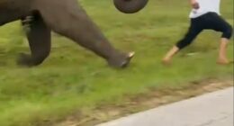 An ignorant tourist was trampled by an elephant after he tried to take a selfie with it. Footage shows the huge animal charging after the man as he flees for his life in southwest India on Sunday