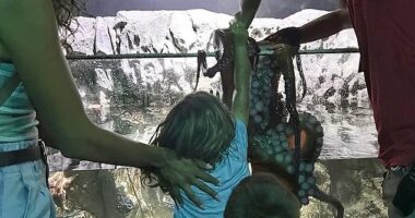 Britney Taryn said her son Leo, 6, was ambushed by an octopus on July 14 at the San Antonio Aquarium, where visitors are allowed to interact with various animals