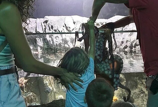 Britney Taryn said her son Leo, 6, was ambushed by an octopus on July 14 at the San Antonio Aquarium, where visitors are allowed to interact with various animals