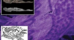 Wild tattoos of 2,500-year-old Siberian ‘ice mummy’ revealed for first time